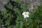 genus Rosa. Цветущее растение. Республика Ингушетия, Джейрахский р-н, окр. ур. Бархане, возле камня. 22 июня 2022 г.