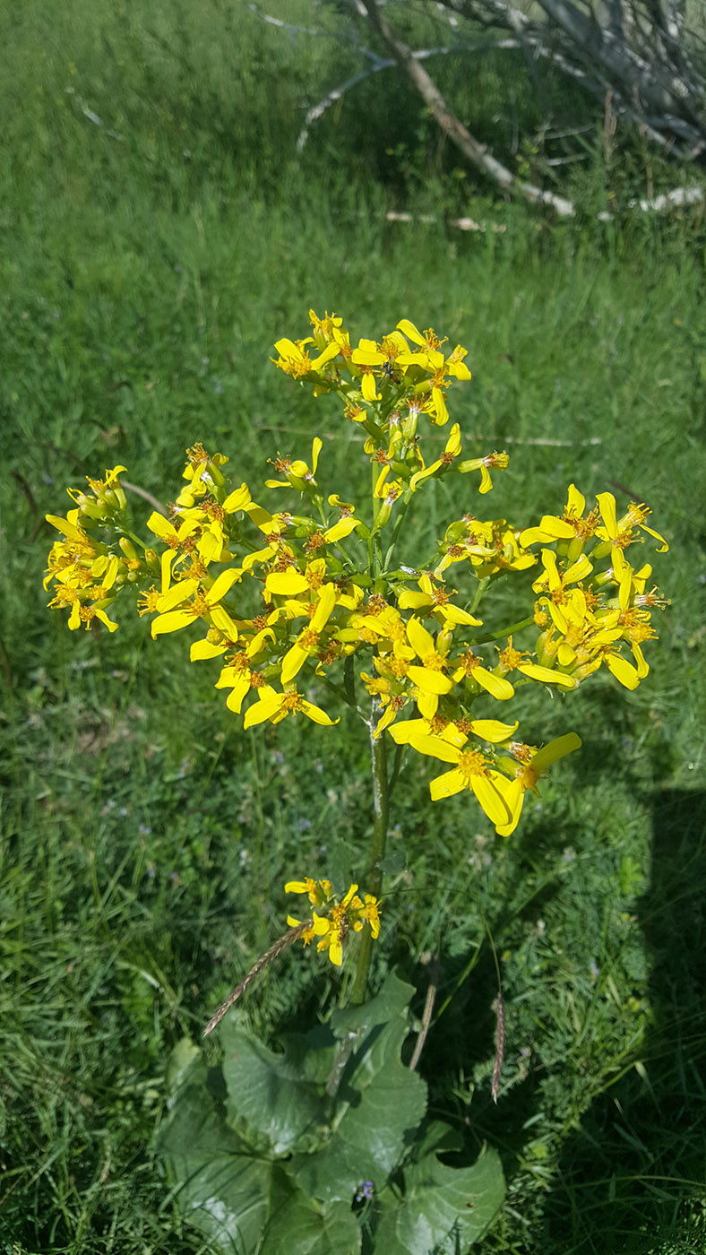 Image of Ligularia thomsonii specimen.