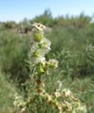 Salsola tragus