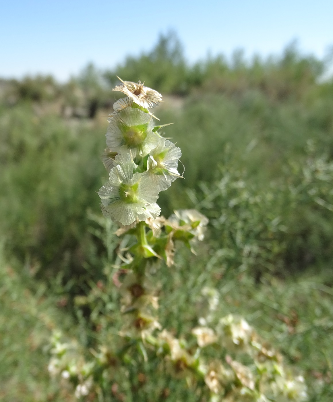 Image of Salsola tragus specimen.