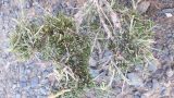 Salsola arbuscula