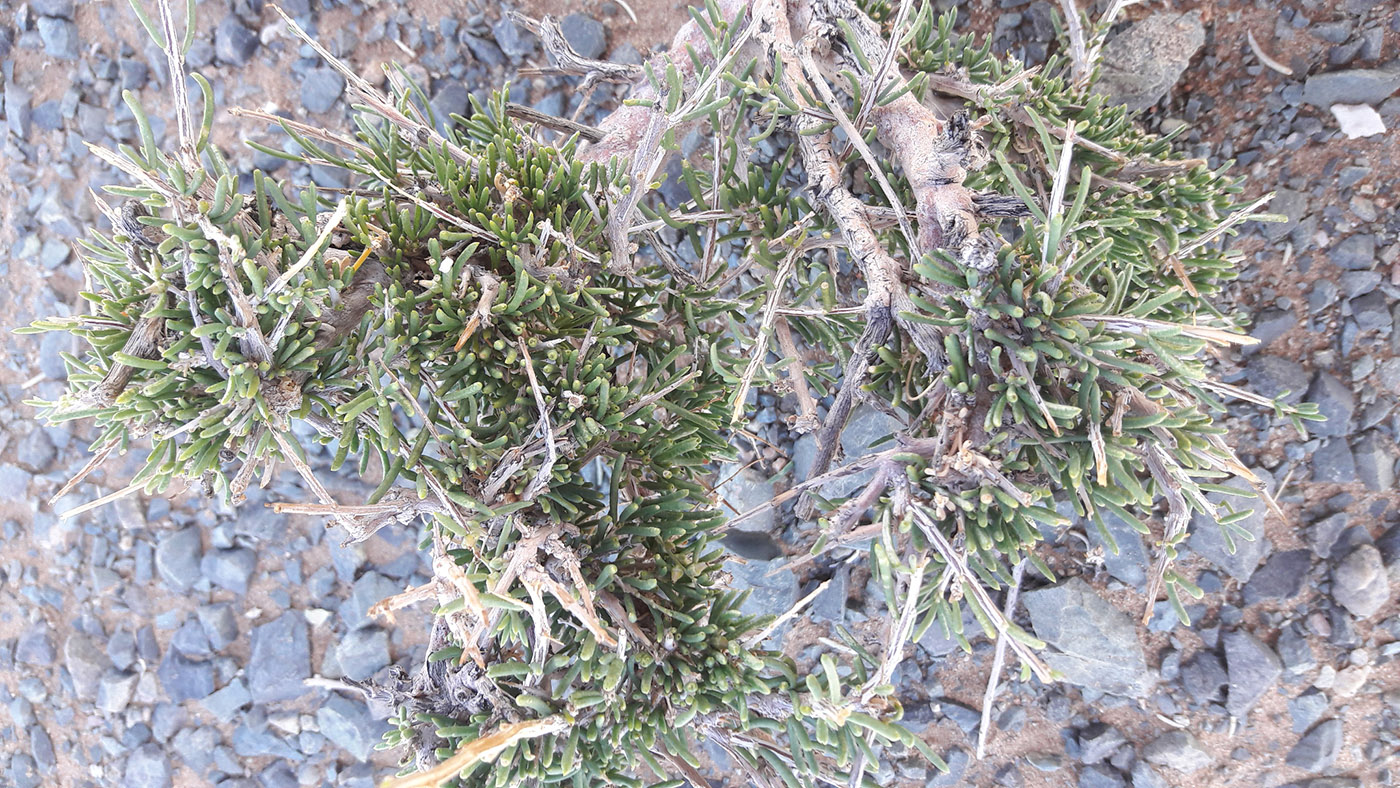 Image of Salsola arbuscula specimen.