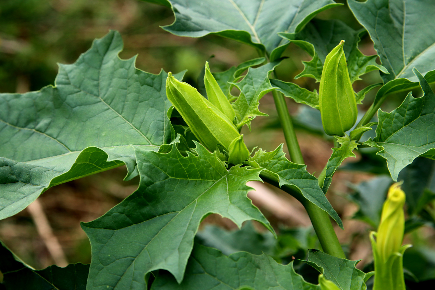 Image of Datura stramonium specimen.