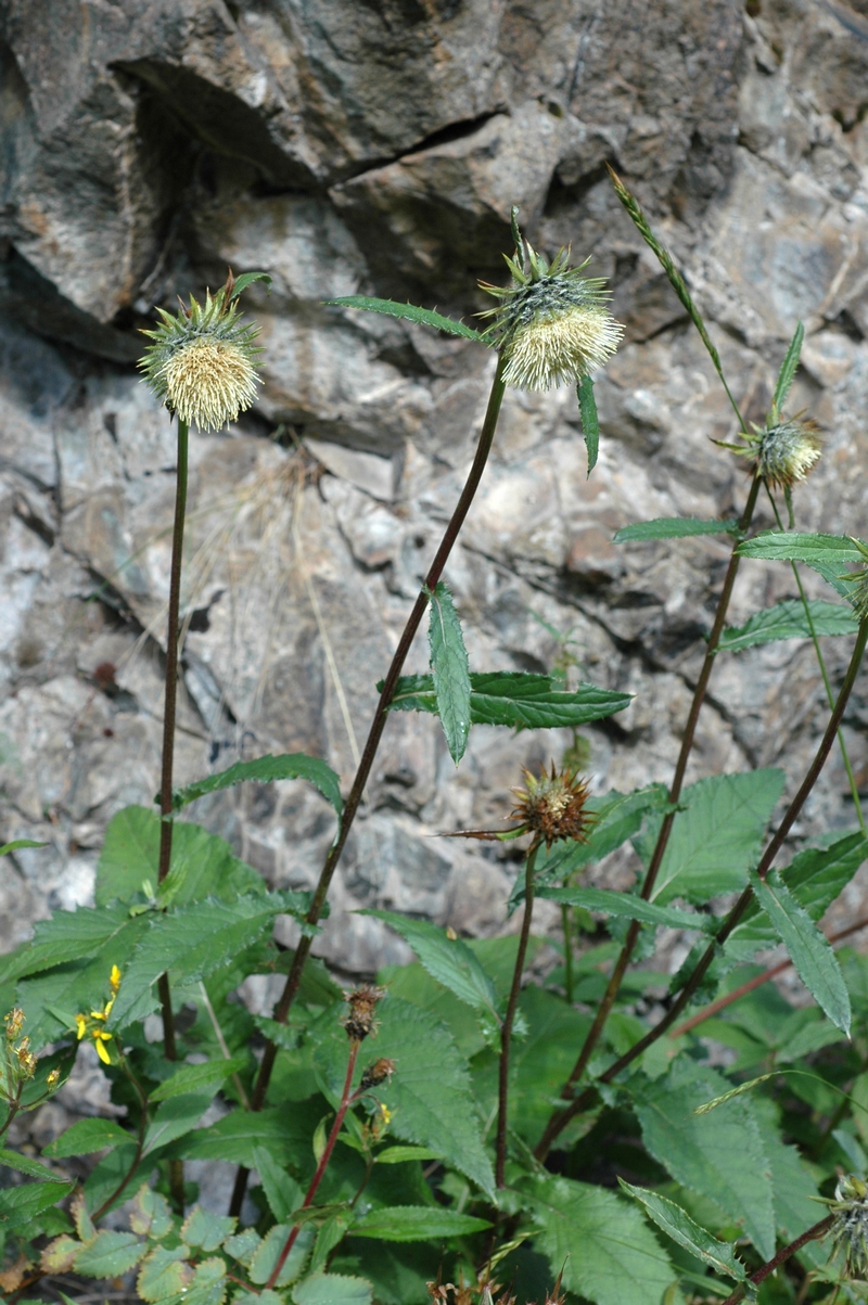 Изображение особи Alfredia acantholepis.