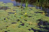 Nuphar lutea