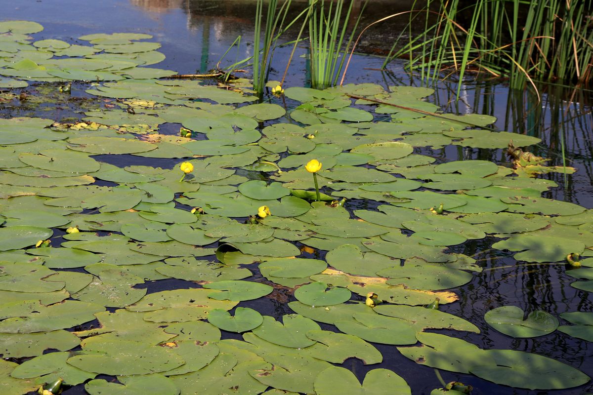 Изображение особи Nuphar lutea.