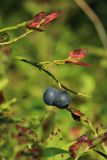 Vaccinium myrtillus