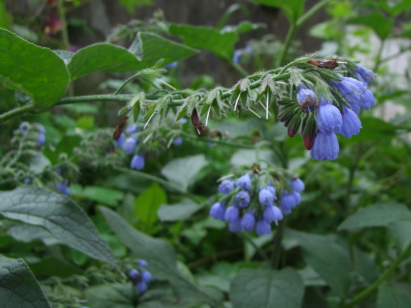 Изображение особи Symphytum caucasicum.