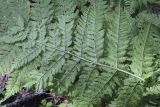 Dryopteris expansa. Часть вайи с сорусами (вид на абаксиальную поверхность). Владимирская обл., окр. г. Александров, хвойный лес. 10.06.2022.