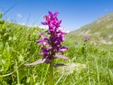 Dactylorhiza euxina. Верхушка побега с соцветием. Карачаево-Черкесия, Урупский р-н, Кавказский биосферный заповедник, Имеретинский горный узел, СВ склон пика Ставрополь, верхняя стоянка Имеретинской тропы, ≈ 2400 м н.у.м., альпийский луг. 28.07.2022.