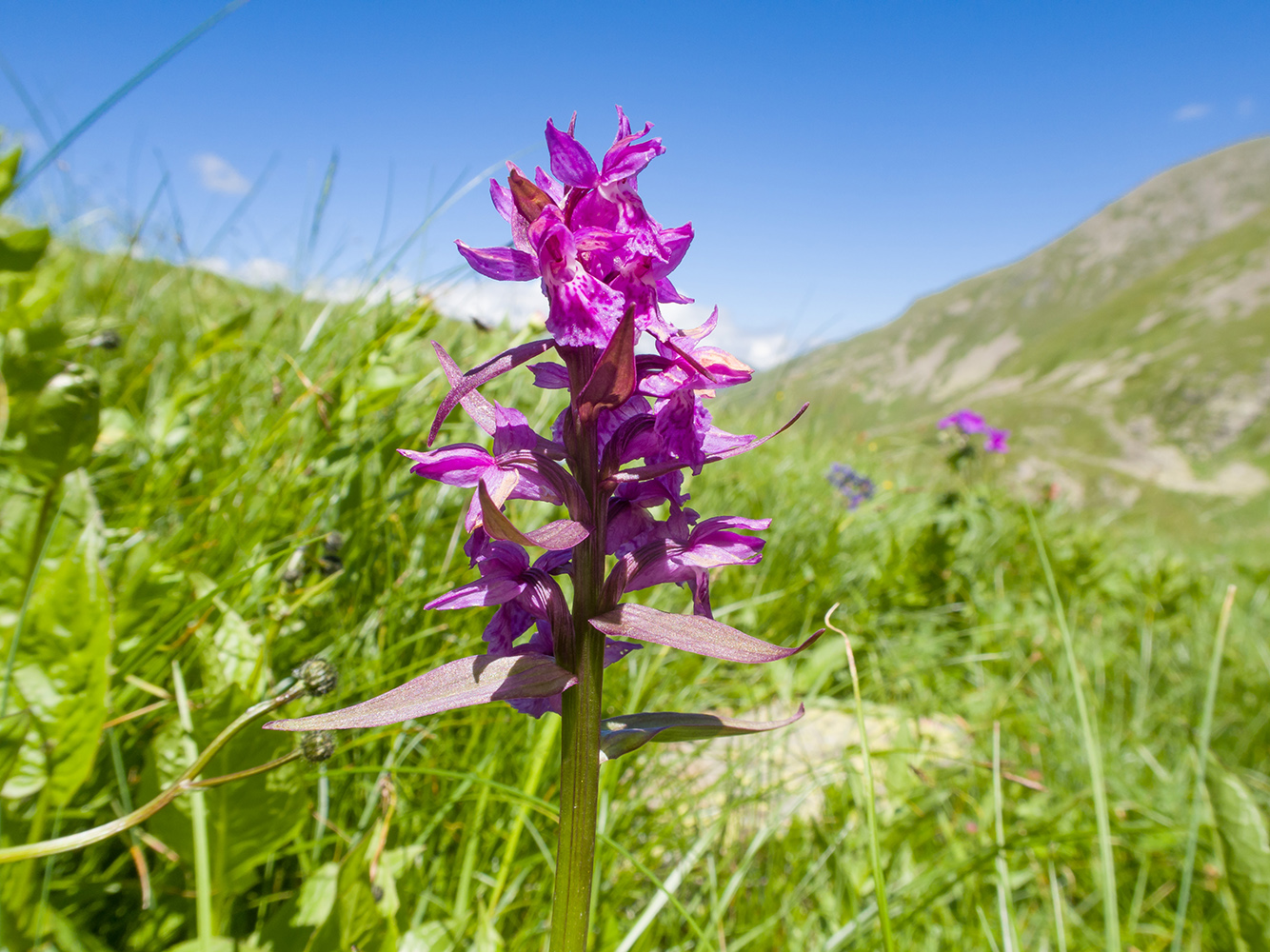 Image of Dactylorhiza euxina specimen.