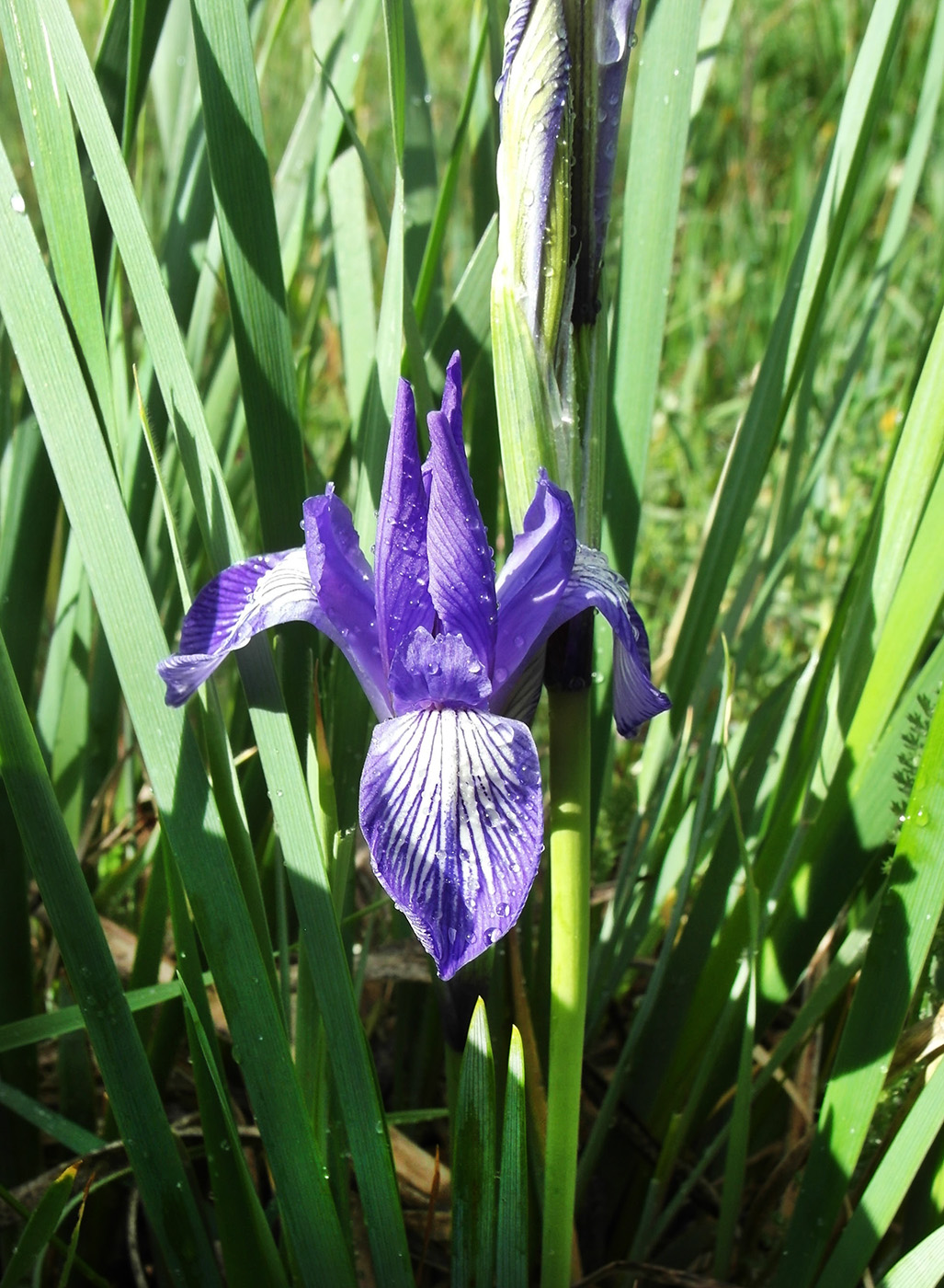 Image of Iris lactea specimen.