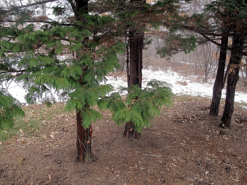 Image of Chamaecyparis pisifera specimen.