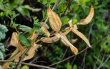 род Polygonatum. Верхушка плодоносящего растения с засохшими листьями и незрелыми плодами. Приморье, гор. округ Фокино, бухта Круглая, приморский луг. 31.07.2021.