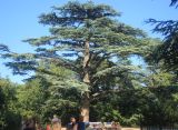 Cedrus libani