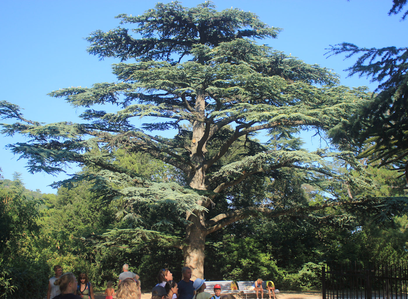 Изображение особи Cedrus libani.