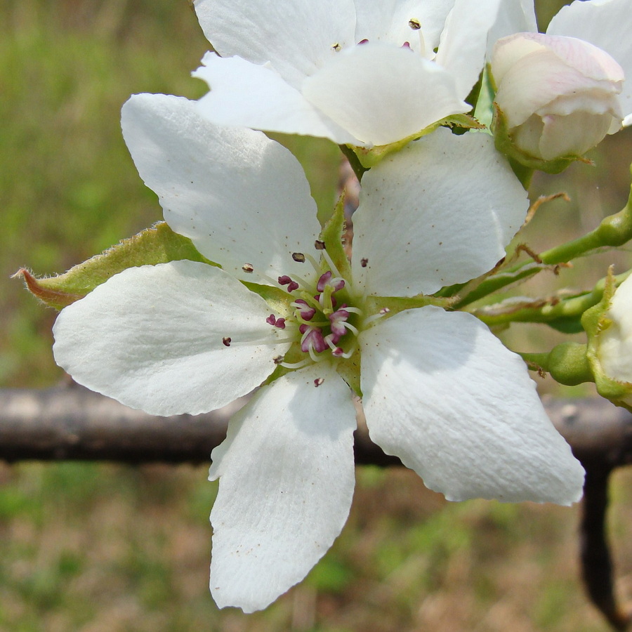 Image of Pyrus ussuriensis specimen.