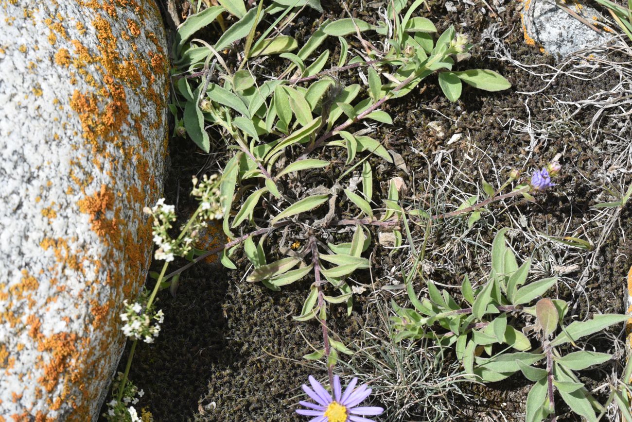 Изображение особи Aster alpinus.