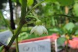 Capsicum annuum. Цветок. Москва, Перово, Перовский парк, детский клуб, проект \"Дача в большом городе\", в культуре. 11.09.2017.