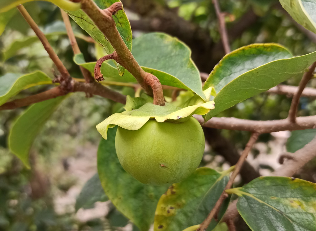 Изображение особи род Diospyros.