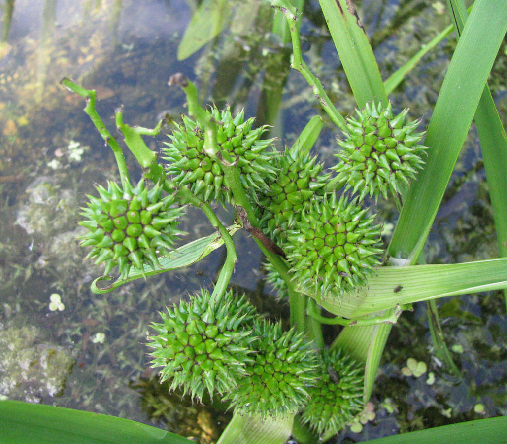 Image of Sparganium microcarpum specimen.