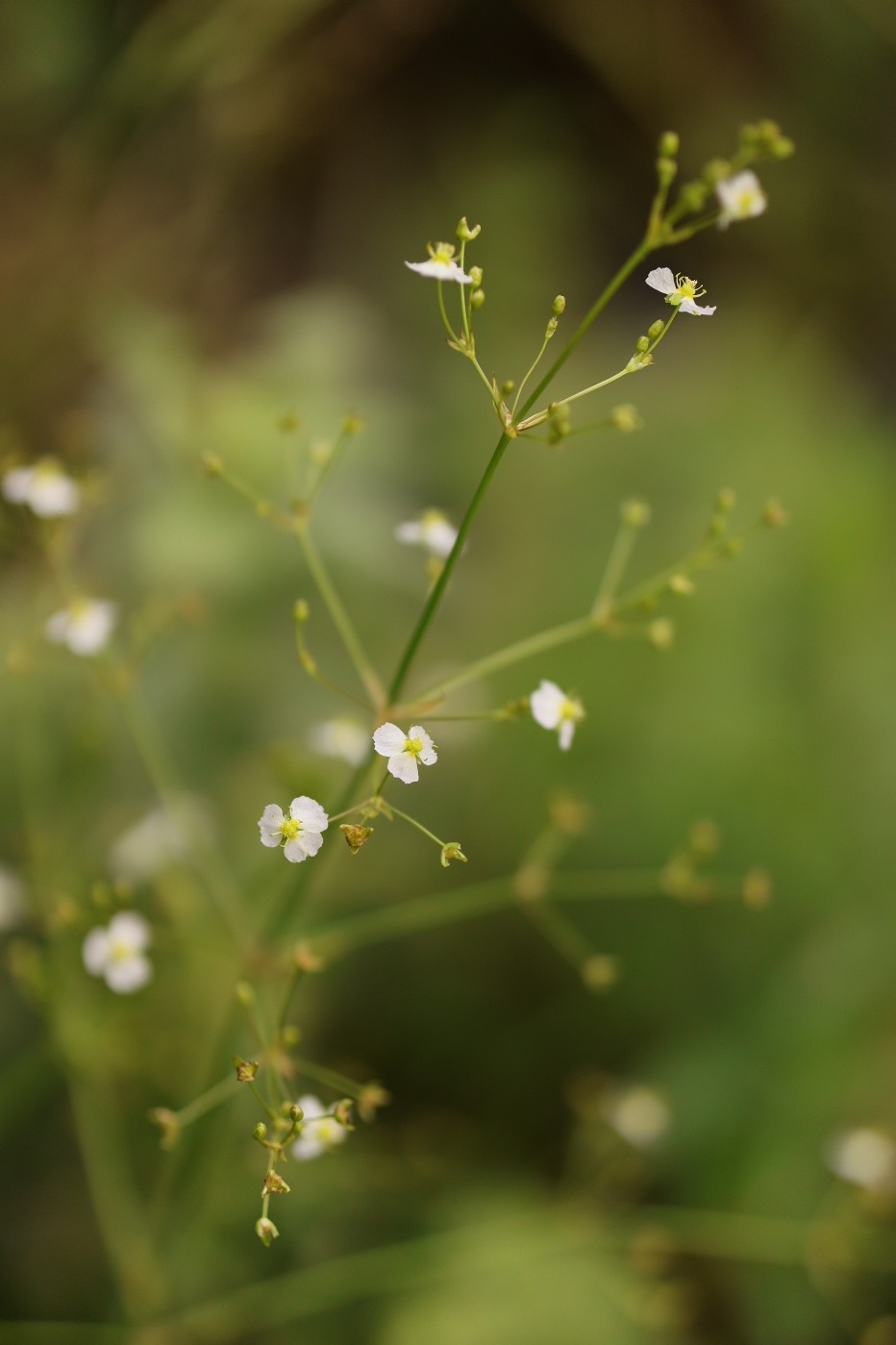 Image of Alisma plantago-aquatica specimen.