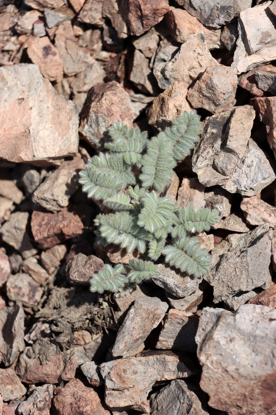 Image of Oxytropis fedtschenkoana specimen.