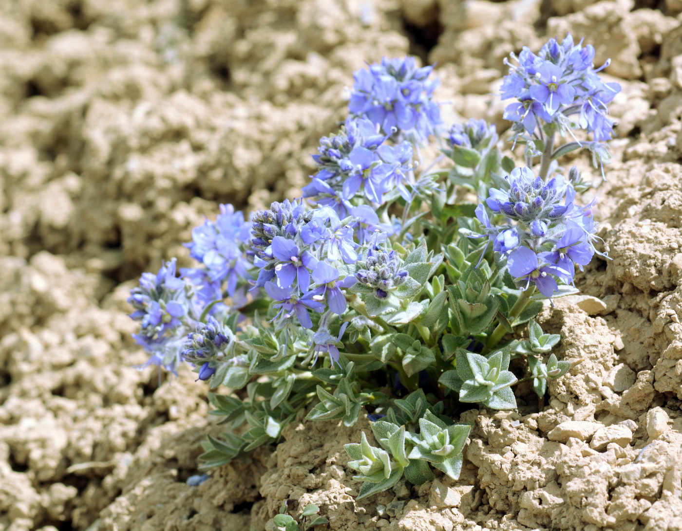 Image of Veronica luetkeana specimen.