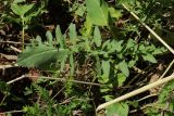 Centaurea scabiosa. Прикорневой лист вегетирующего растения. Ленинградская обл., Ломоносовский р-н, окр. дер. Ломаха; плато у бровки дол. р. Ламошка, суходольный луг на известняке. 21.05.2023.