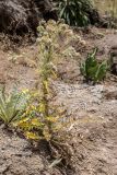 Cirsium echinus. Плодоносящее растение. Кабардино-Балкария, Эльбрусский р-н, пик Терскол, ≈ 2600 м н.у.м., земляной склон. 22.08.2023.