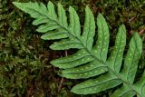 Polypodium vulgare. Верхушка вайи с сорусами (вид на абаксиальную поверхность). Грузия, Самцхе-Джавахети, национальный парк \"Боржоми-Харагаули\", широколиственный лес, поросший мхами участок склона. 11.06.2023.