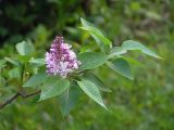 Syringa vulgaris. Цветущая ветвь (культивар). Владивосток, Ботанический сад-институт ДВО РАН. 27 мая 2009 г.