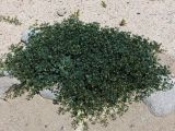 Zygophyllum obliquum