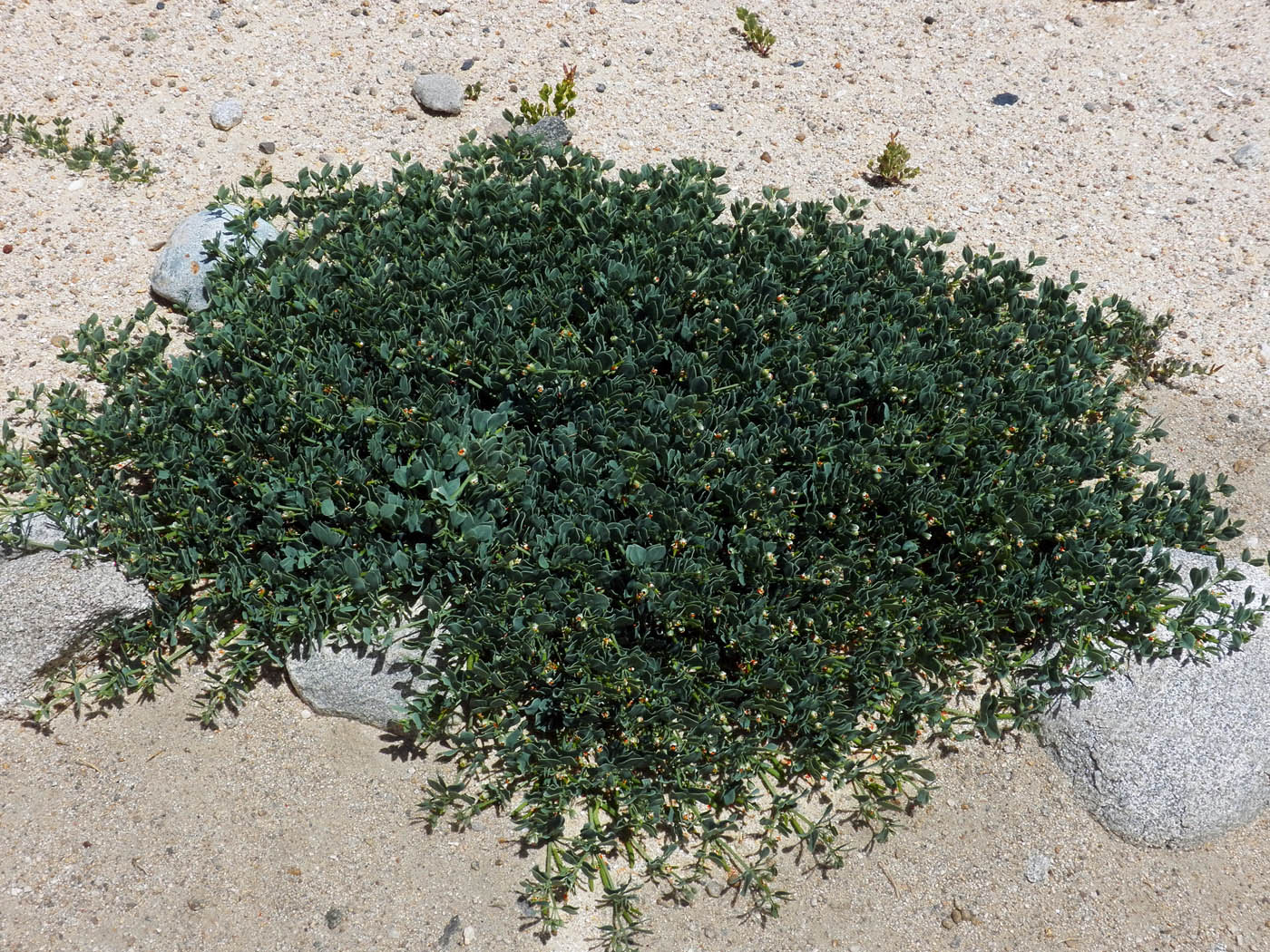Изображение особи Zygophyllum obliquum.