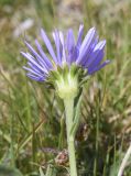 Aster alpinus. Верхушка побега с соцветием (вид со стороны обёртки). Испания, автономное сообщество Каталония, провинция Жирона, комарка Рипольес, муниципалитет Сеткасес, курорт \"Вальтер 2000\", ≈2200 м н.у.м., нижняя часть склона зап. экспозиции, каменистый луг. 03.07.2022.