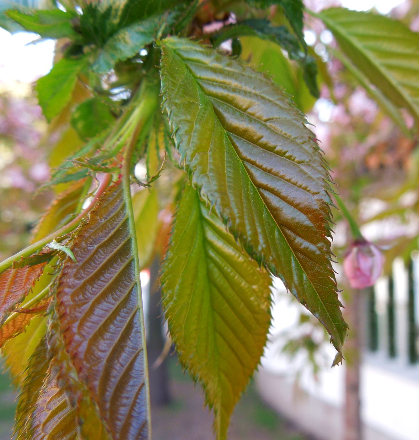 Image of Prunus serrulata specimen.