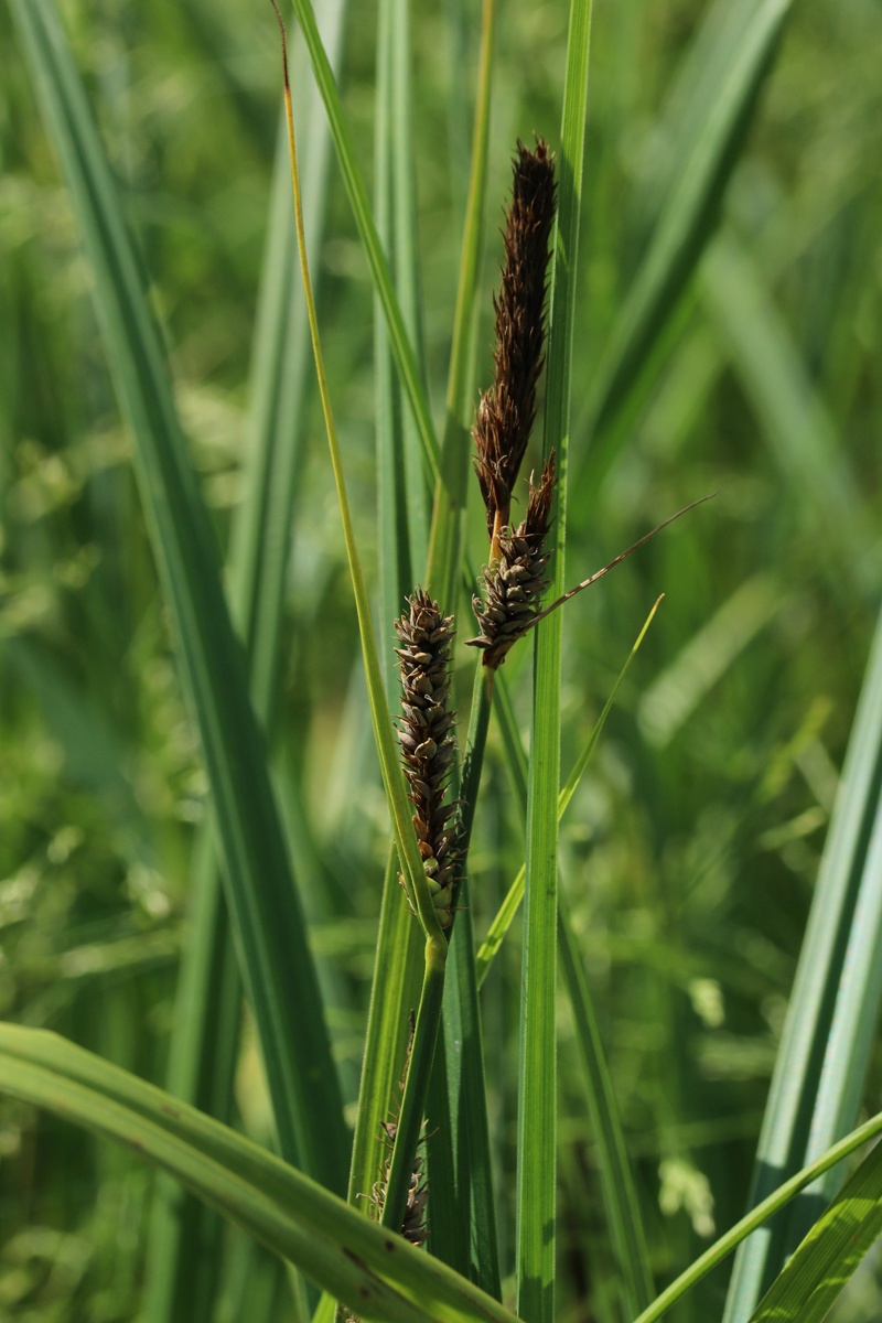 Image of Carex acuta specimen.