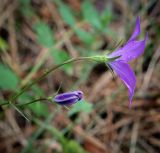 Campanula wolgensis. Цветок и бутон в каплях дождя. Пермский край, Кунгурский р-н, окр. дер. Дейково, окр. ур. Греховская гора, опушка в сосновом бору. 04.06.2023.