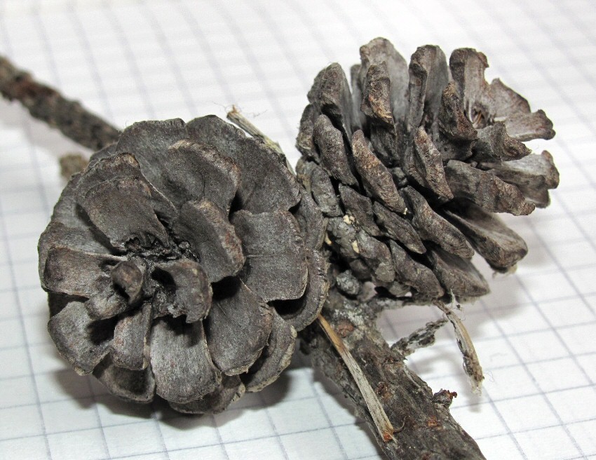 Image of Pinus friesiana specimen.