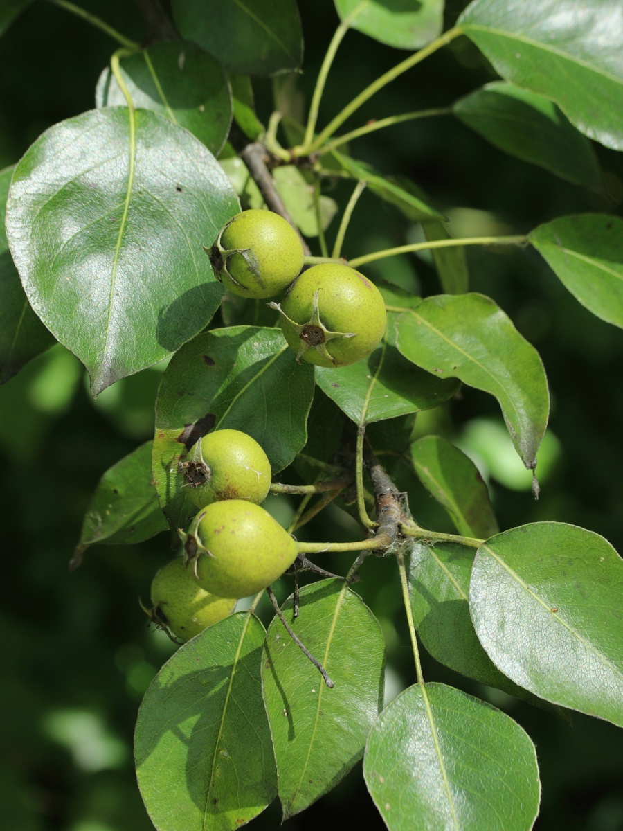 Image of genus Pyrus specimen.