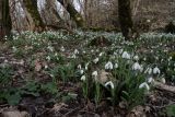 Galanthus plicatus. Цветущие растения. Крым, Севастополь, окр. Балаклавы, смешанный лиственный лес. 23.02.2024.