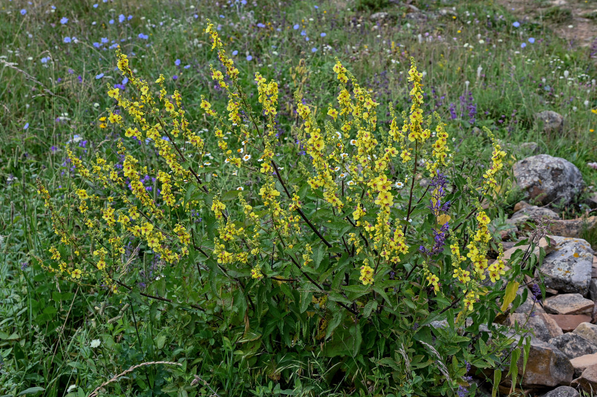 Изображение особи Verbascum marschallianum.