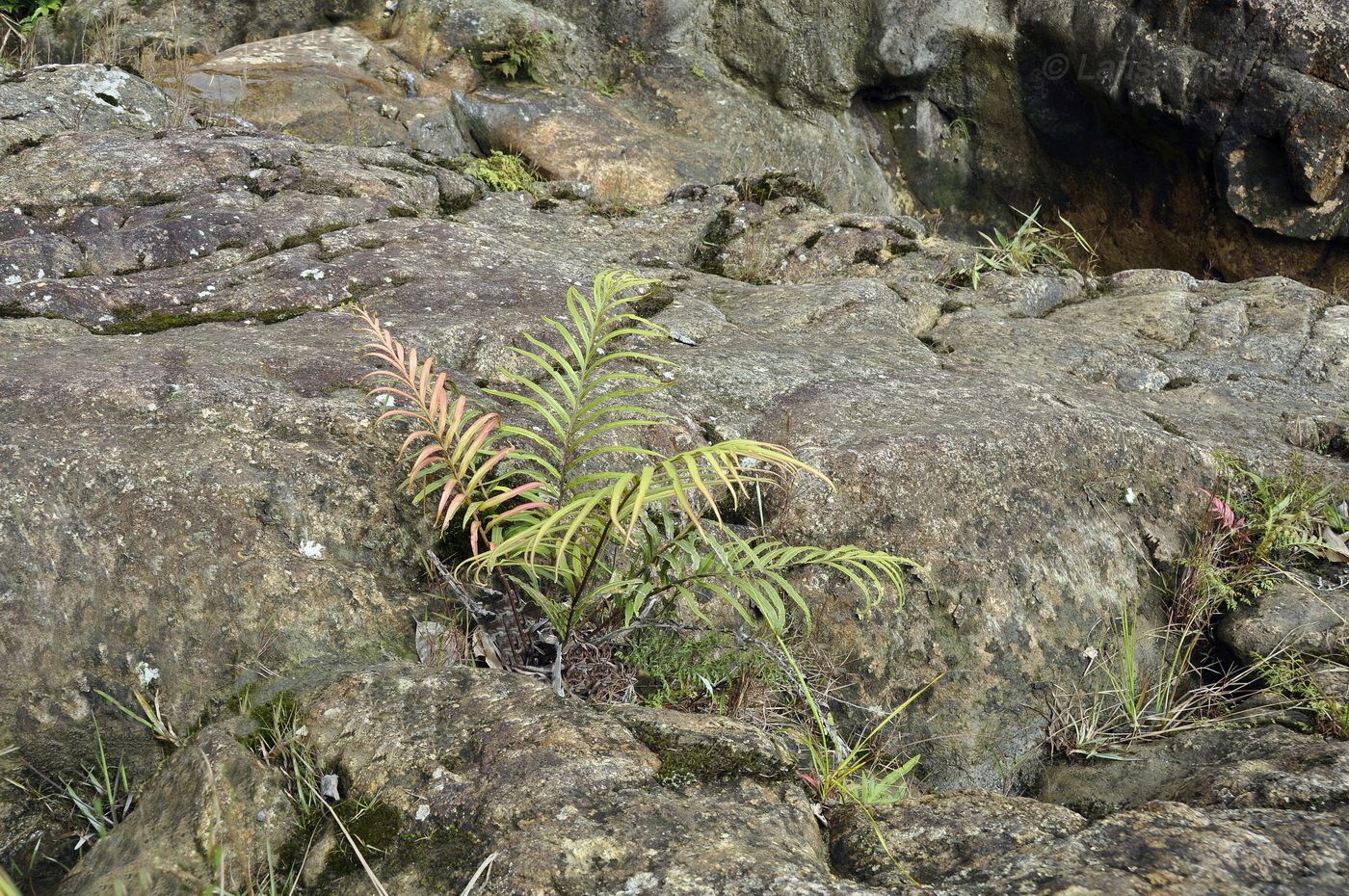 Image of Pteris vittata specimen.