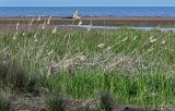 Typha angustifolia. Растения с прошлогодними сухими соплодиями. Дагестан, Магарамкентский р-н, окр. с. Приморский, песчаный пляж, берег ручья. 05.05.2022.
