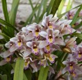 genus Cymbidium