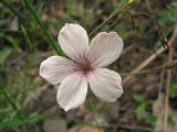 Linum tenuifolium. Цветок. Украина, г. Донецк, окр. пос. Ларино, правый берег р. Кальмиус, петрофитная степь. 30.05.2010.