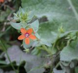 Anagallis arvensis