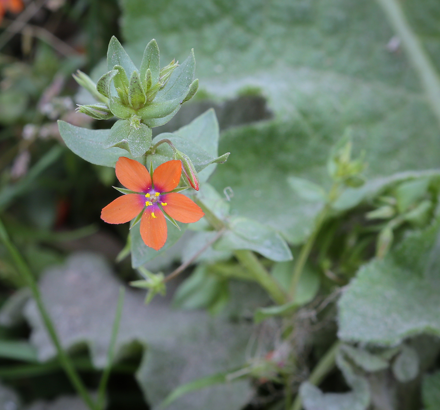 Изображение особи Anagallis arvensis.