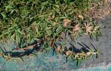 Stenotaphrum secundatum. Вегетирующие растения. Марокко, обл. Рабат - Сале - Кенитра, окр. г. Сук-эль-Арбаа, у дороги. 06.01.2023.