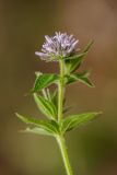Asperula caucasica